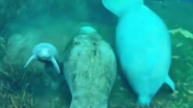 胖乎乎又有爱的美人鱼一家子。 #潜水女孩 #海洋生物 #美人鱼 #泰国涛岛 #CrystalDive