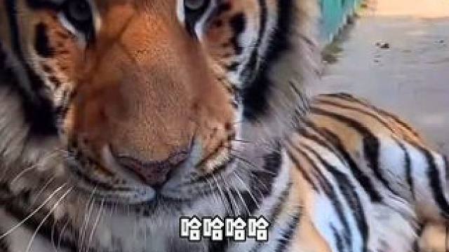 被人类吓一跳的小动物 #动物趣事 #狗狗 #老虎 #猴子 #动物