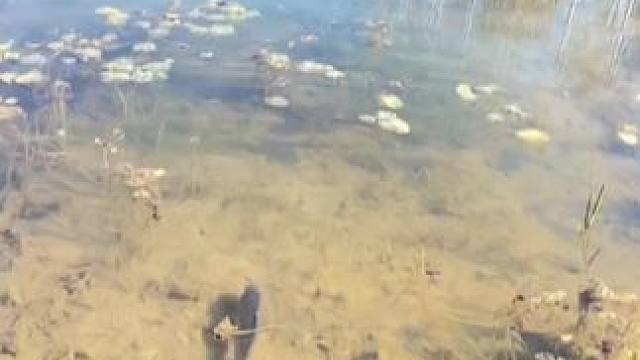 二大爷“跑回家拿抄网 咋还没来……”#逮鱼摸虾 #农村小土狗 #普通人的生活是什么样子的  #儿时记