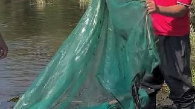 #户外捕鱼 #好多鱼