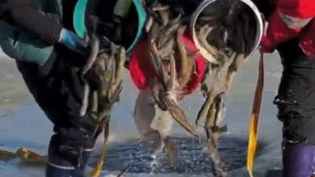 #户外捕鱼 #好多鱼