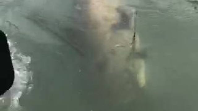 #这鱼哪个钓友看了不羡慕 #12月的鱼应该怎么钓