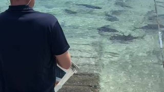 #这鱼哪个钓友看了不羡慕 #12月的鱼应该怎么钓 #海钓