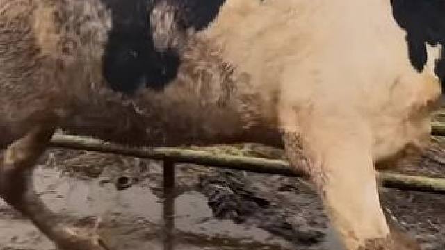 一条巨大的沟壑直接将牛蹄一分为二，只剩下半个蹄子了#解压#修牛蹄