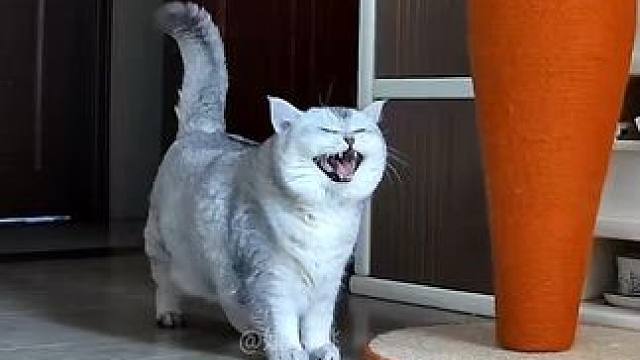 阿蛋说你怎么那么久才来～ #监控下的一幕 #记录猫咪日常 #谁能拒绝傻憨憨的小猫咪