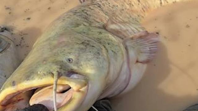 #这鱼哪个钓友看了不羡慕 #每个钓鱼人都有个百斤巨物梦