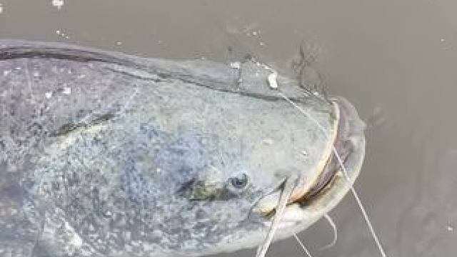 #这鱼哪个钓友看了不羡慕 #12月的鱼应该怎么钓 #每个钓鱼人都有个百斤