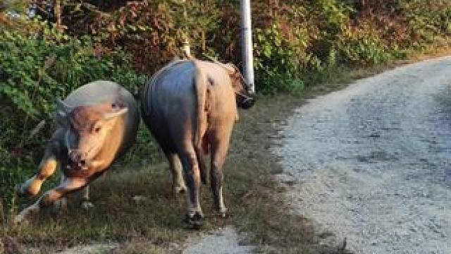 牛仔好欢，一直围着它老妈转圈圈#田园生活 #记录我的乡村生活 #放牛的生活