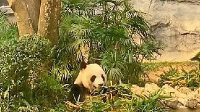 大熊猫吃竹子是和人类吃甘蔗一样先剥皮的哟#澳门旅游#大熊猫
