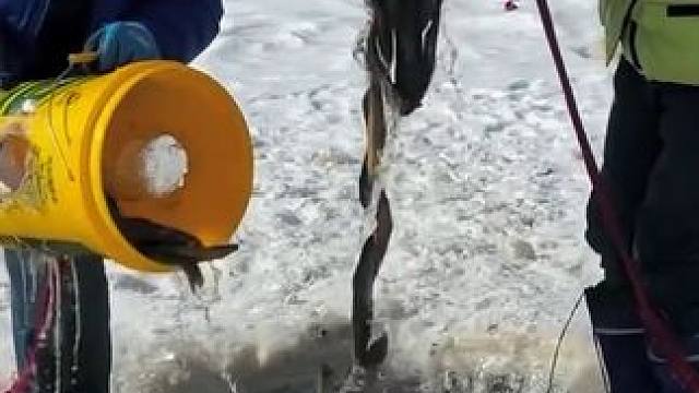 #户外捕鱼 #好多鱼