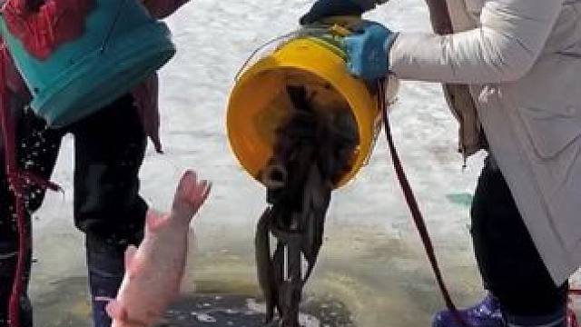 #户外捕鱼 #好多鱼