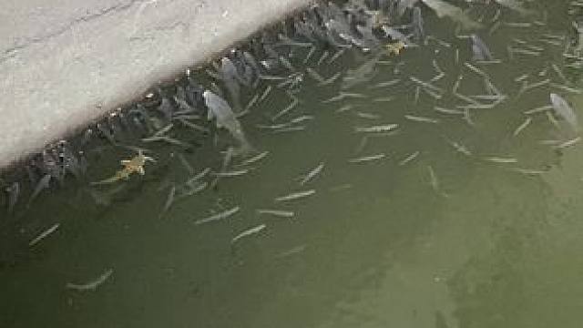 这鱼是真多吗，你们知道这叫啥鱼吗？#钓鱼 #钓鱼的乐趣只有钓鱼人懂 #农村生活 #搞笑视频