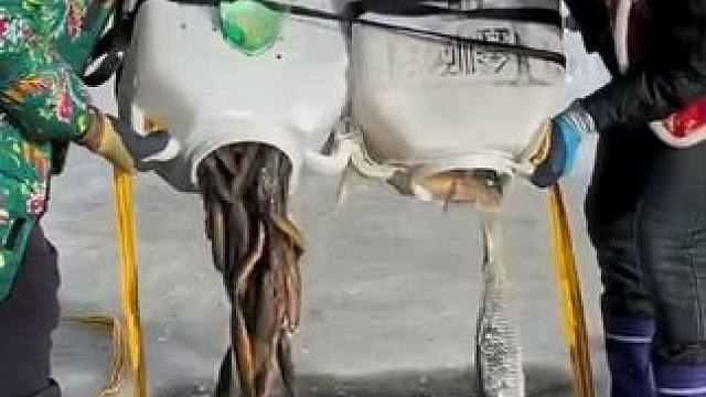 #户外捕鱼 #好多鱼