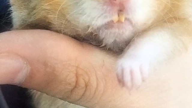 给金丝熊仓鼠刷牙是种什么体验？
