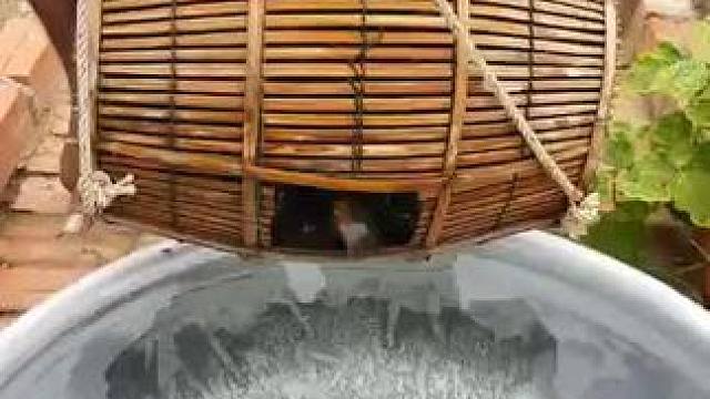 碳烤福寿螺美食 #这就是农村的生活 #乡村美食 #泰国美食 #世外隐居 #农村生活