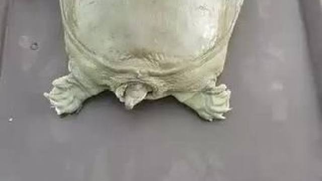 麻辣甲鱼 #农家院农家菜农家生活 #农村美食记录生活 #舌尖上的美食 #真材实料才能做出好味道 #乡