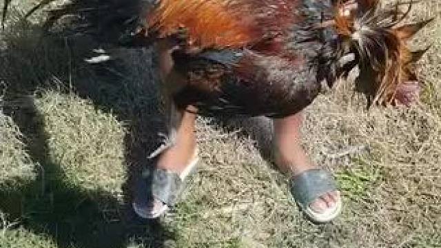 泰国特色美食（吃鸡）#农村美食 #乡村美食 #农村生活 #泰国美食推荐 #泰国美食