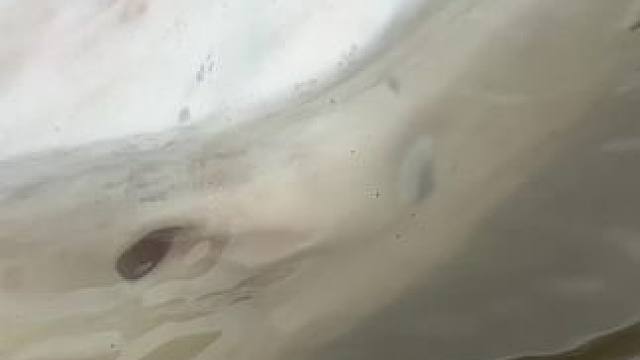 #这鱼哪个钓友看了不羡慕 #每个钓鱼人都有个百斤巨物梦 #白鲟