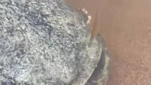 #这鱼哪个钓友看了不羡慕 #每个钓鱼人都有个百斤巨物梦