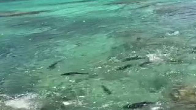 #这鱼哪个钓友看了不羡慕 #12月的鱼应该怎么钓 #钓鱼的乐趣只有钓鱼人