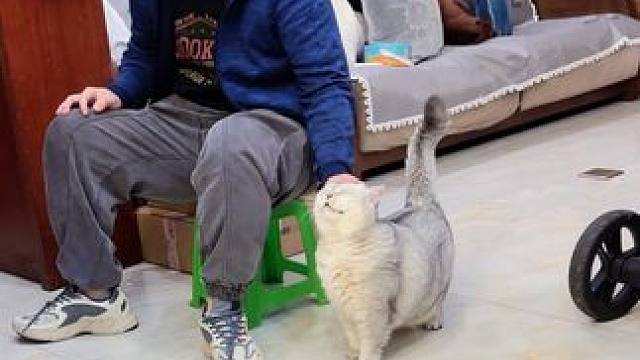 老登下班回来，阿蛋和弟弟都好开心 #萌娃和萌宠 #记录猫咪日常