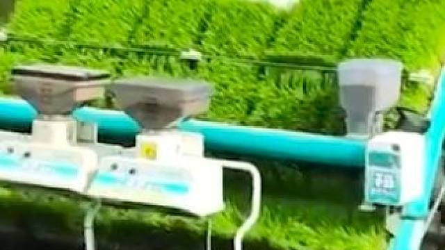 第一次见到米饭还可以这样做！#猫牙米 #长粒香米 #米饭 #大米 #水稻