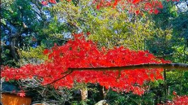 随手拍冬日美景 。身边的风景无处不在。