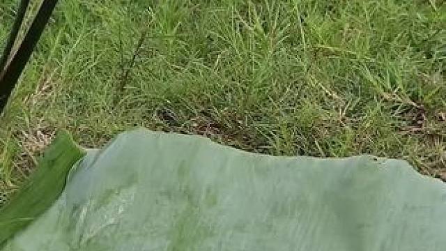 烤鱼 #农村生活#原始美味#户外烤鱼