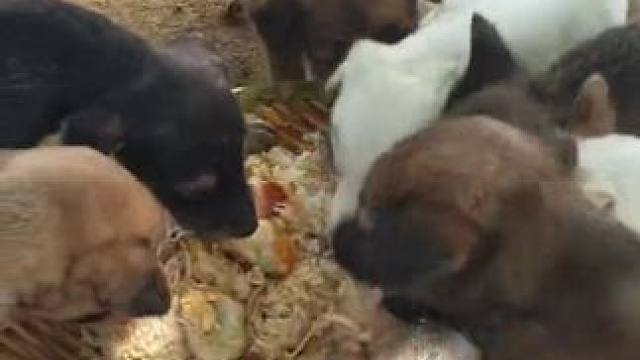 东南亚小土狗 #原生态乡村生活 #农村美食记录生活 #舌尖上的美食 #我的农村生活 #农场生活