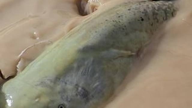 #这鱼哪个钓友看了不羡慕 #12月的鱼应该怎么钓 #每个钓鱼人都有个百斤