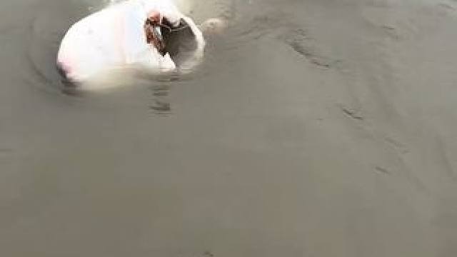 #这鱼哪个钓友看了不羡慕 #12月的鱼应该怎么钓 #每个钓鱼人都有个百斤