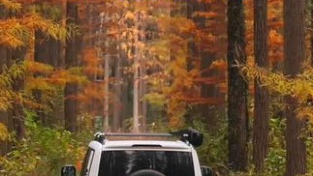 湖北最后的秋景露营线路  错过再等一年 #武汉周边游 #露营 #红杉林 #湖北露营