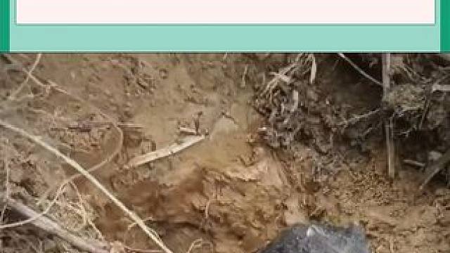 抓竹鼠往洞里灌三通水，竹鼠出来的样子好狼狈 抓竹鼠往洞里灌三通水，竹鼠出来的样子好狼狈