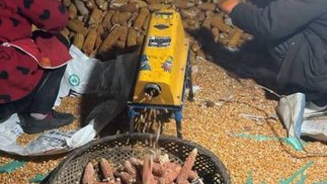 辛辛苦苦种了一年的玉米，，整出来卖钱都还不够一家人交医保，你们医保都交了没？#我的乡村生活 #打玉米