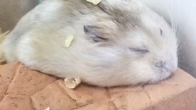 这是啥玩意啊？