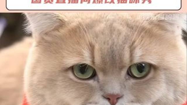 猫猫我呀 成带货主播呢~#猫咪 #萌宠 #治愈