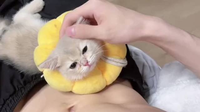 喜欢听话的小猫咪