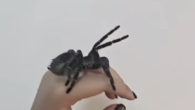 康康我家爱踢毛的所罗门