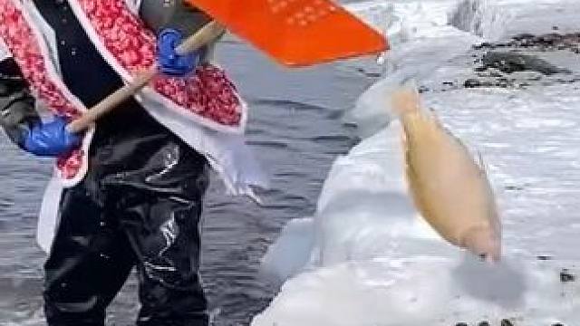 #户外捕鱼#好大一条鱼