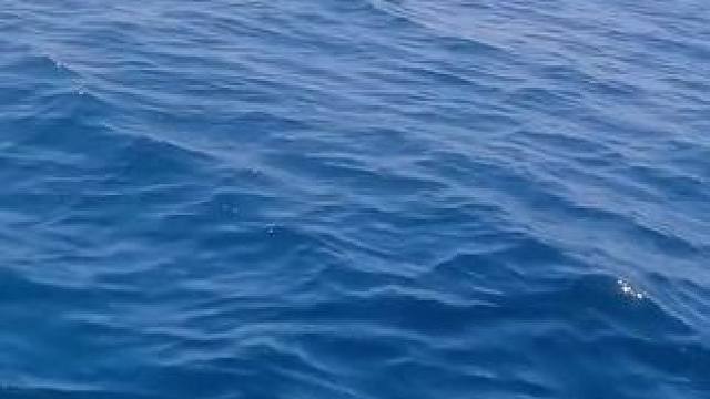 这鱼哪个钓友看了不羡慕~