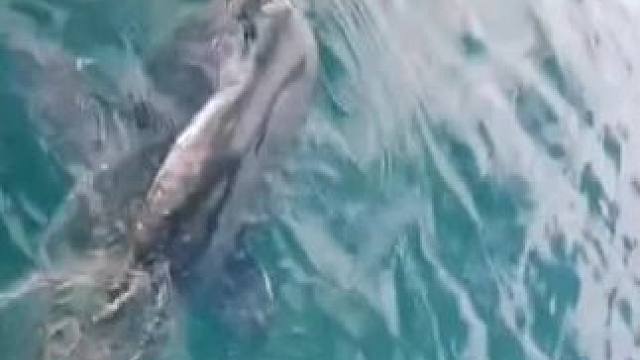 #这鱼哪个钓友看了不羡慕 #12月的鱼应该怎么钓 #每个钓鱼人都有个百斤