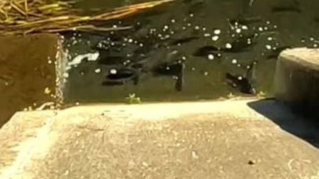 #这鱼哪个钓友看了不羡慕 #12月的鱼应该怎么钓