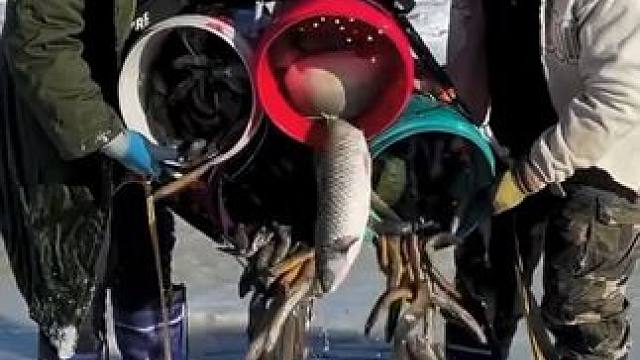 #户外捕鱼 #好多鱼