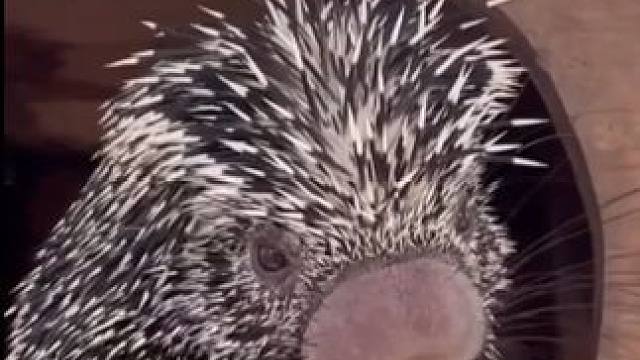 可爱的豪猪宝宝，感觉它的鼻子擦铅笔会很干净~#动物