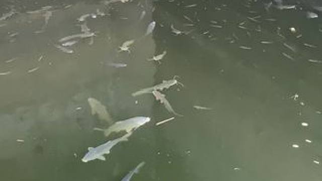 鱼是真多啊，猜猜这里面都是啥鱼？#钓鱼 #农村生活 #捉鱼 #钓鱼名场面 #冬钓野钓