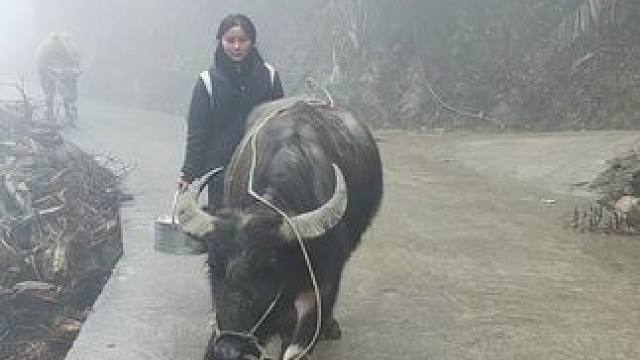 今天拉牛出去遛遛#记录我的乡村生活 #田园生活 #放牛的生活