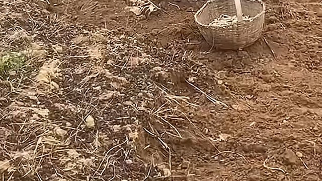 老人这是挖的啥？