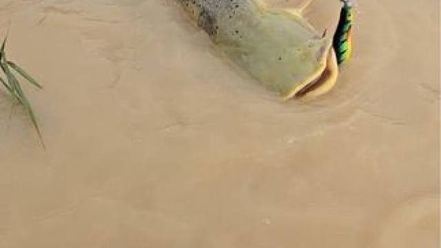 #这鱼哪个钓友看了不羡慕 #12月的鱼应该怎么钓 #每个钓鱼人都有个百斤