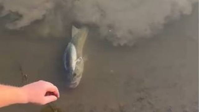 #这鱼哪个钓友看了不羡慕 #12月的鱼应该怎么钓 #钓鱼的乐趣只有钓鱼人懂 #是时候展现真正的技术了