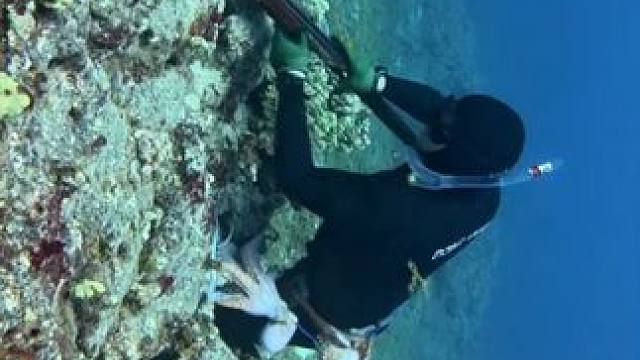 海底捉章鱼 #国外视频分享 #海洋生物 #潜水